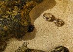 couple-maries-alliances-plage-republique-dominicaine