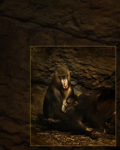 photo-animaux-instinct-maternel